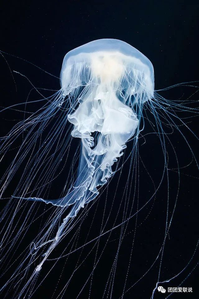 海底世界的生物千奇百怪_世间海底生物_海底世界生物名称大全