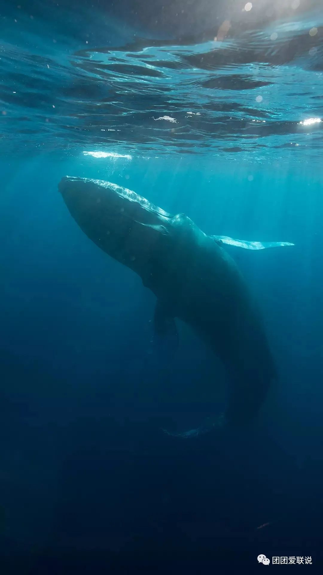 海底世界生物名称大全_世间海底生物_海底世界的生物千奇百怪
