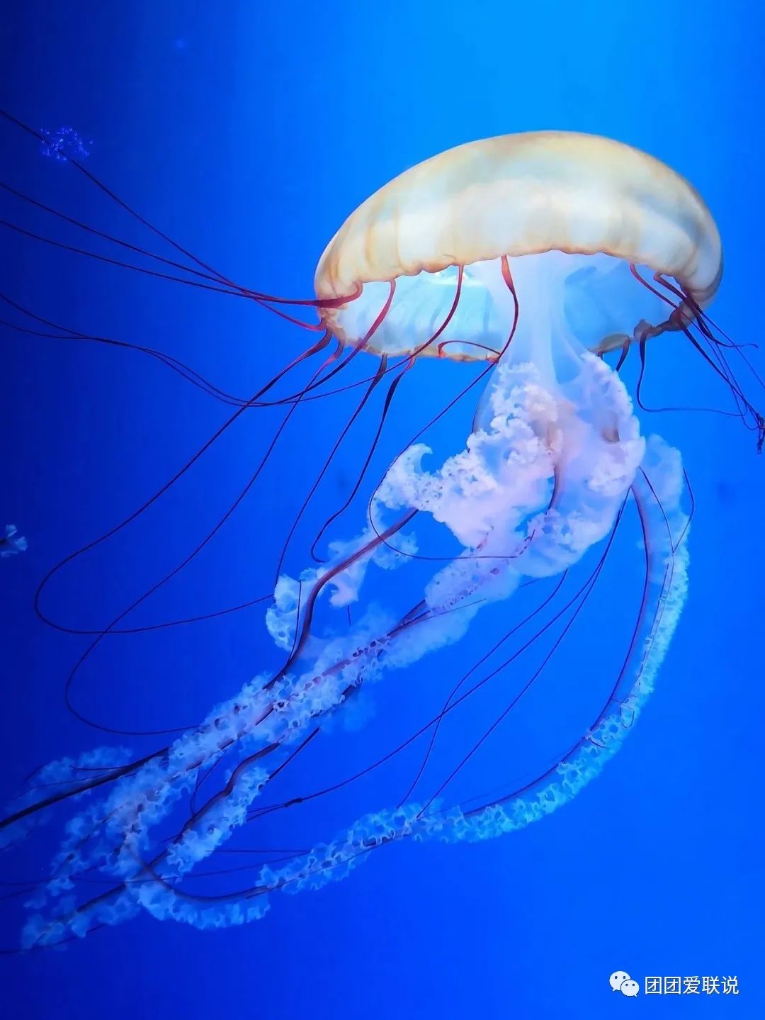 海底世界的生物千奇百怪_海底世界生物名称大全_世间海底生物
