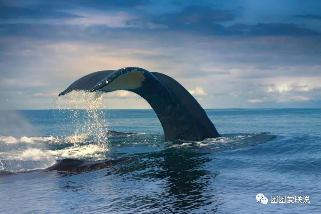 海底世界的生物千奇百怪_海底世界生物名称大全_世间海底生物