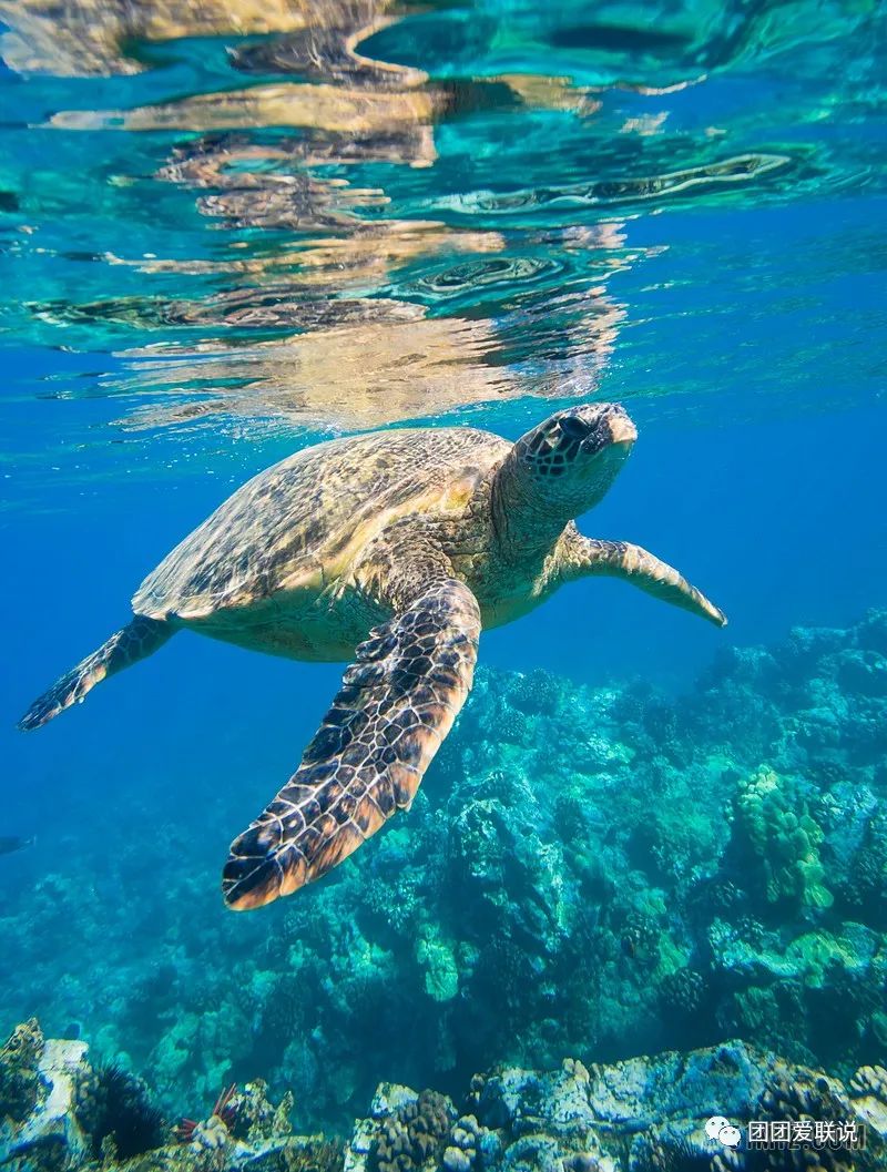 海底世界生物名称大全_海底世界的生物千奇百怪_世间海底生物