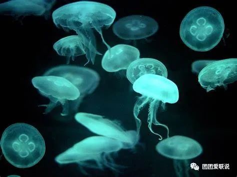 海底世界的生物千奇百怪_海底世界生物名称大全_世间海底生物
