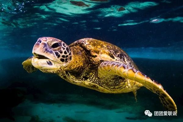 海底世界生物名称大全_世间海底生物_海底世界的生物千奇百怪