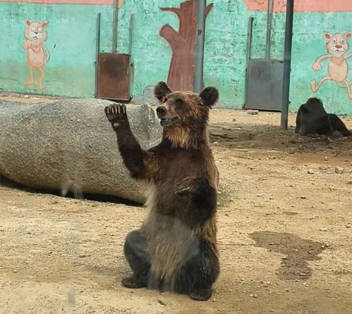 山东泰安一动物乐园动物瘦骨嶙峋？“熊瘦得像狗、奶牛皮包骨”……多方回应