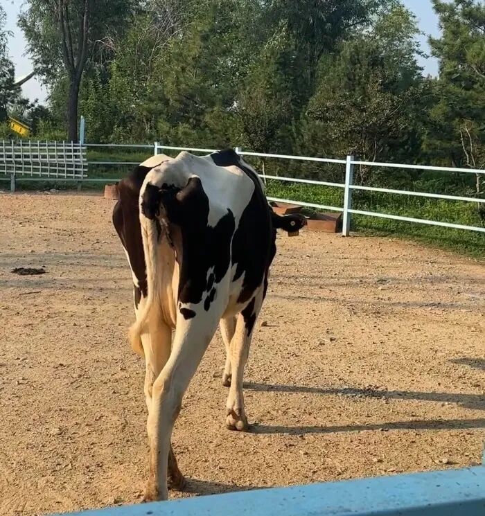 山东泰安一动物乐园动物瘦骨嶙峋？“熊瘦得像狗、奶牛皮包骨”……多方回应