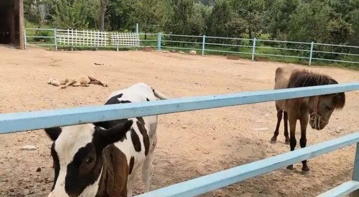 山东泰安一动物乐园动物瘦骨嶙峋？“熊瘦得像狗、奶牛皮包骨”……多方回应