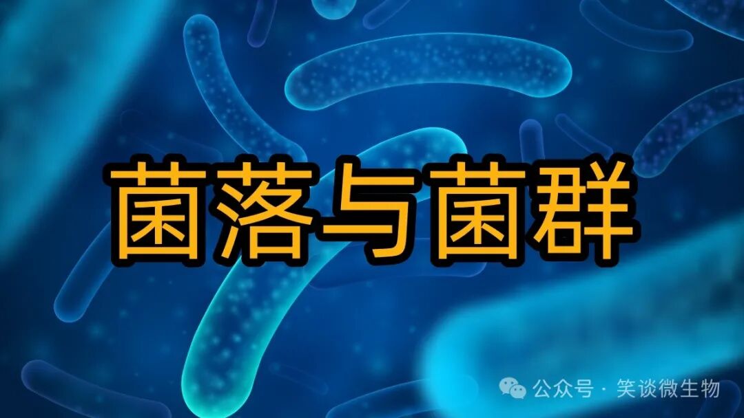 菌落独立性与菌群多样性：微生物生态学的双重视角