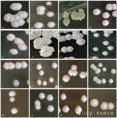 菌落独立性与菌群多样性：微生物生态学的双重视角