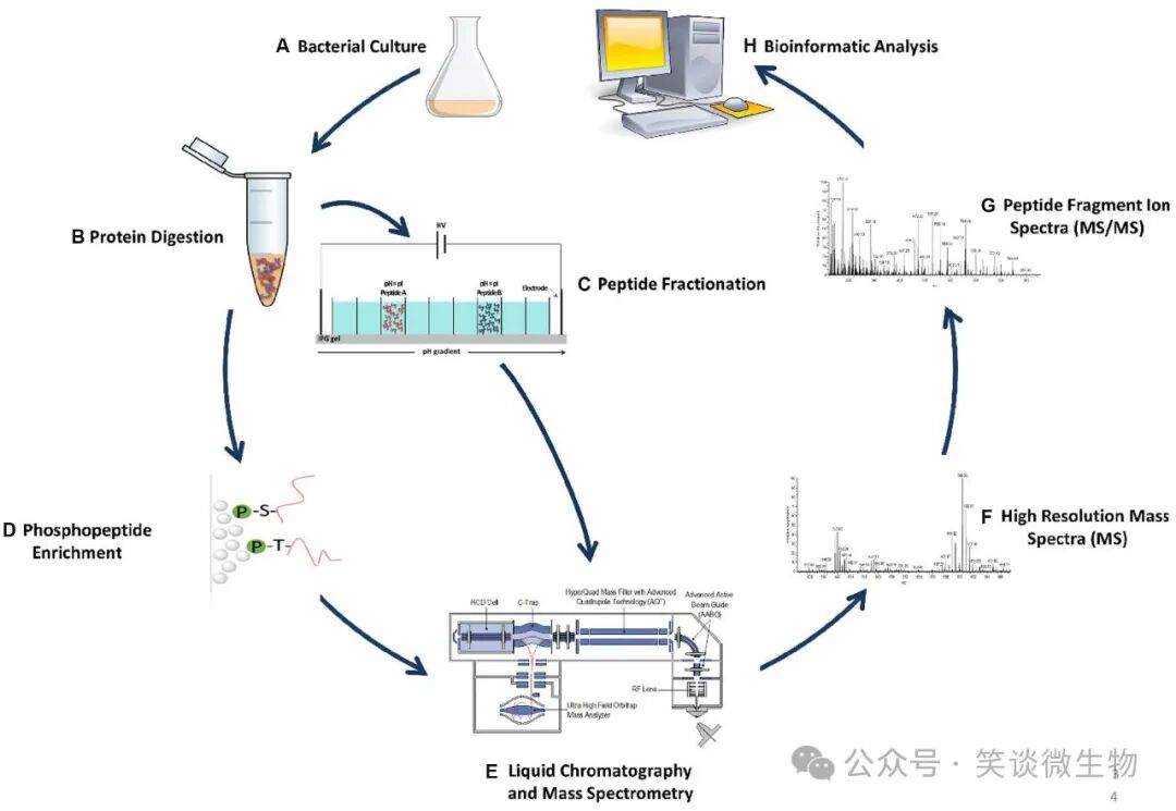 菌种鉴定：微生物学的关键步骤