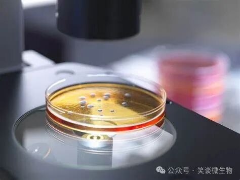 菌种鉴定：微生物学的关键步骤