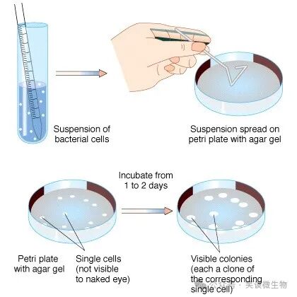 精准菌种分离与纯化的技术探索与应用