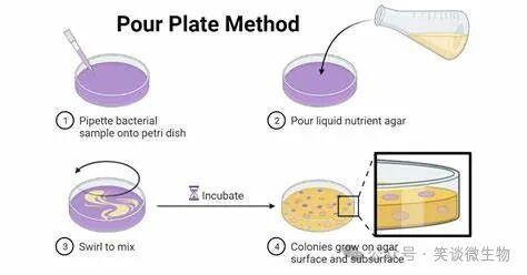 精准菌种分离与纯化的技术探索与应用