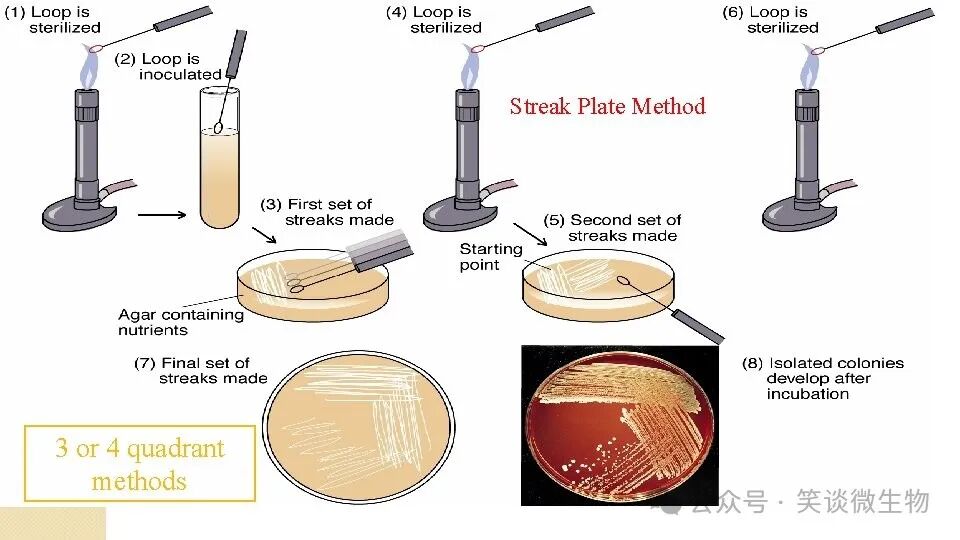 精准菌种分离与纯化的技术探索与应用
