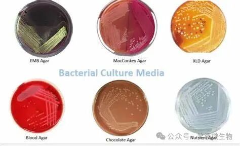 精准菌种分离与纯化的技术探索与应用