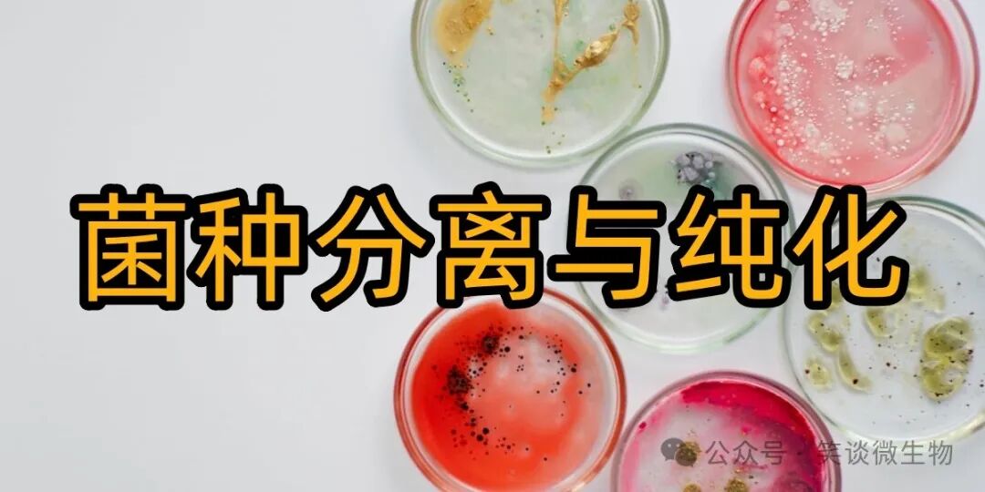 精准菌种分离与纯化的技术探索与应用