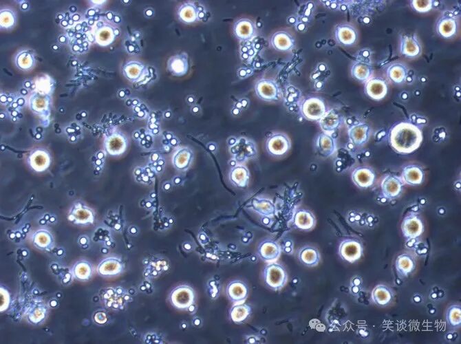 區分菌種退化與菌種污染的關鍵要點