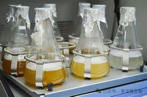 如何調查菌種培養(yǎng)液的污染問題？