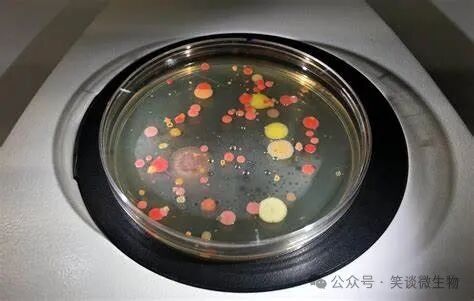 如何調查菌種培養(yǎng)液的污染問題？