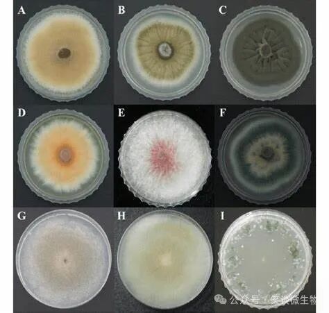 如何調查菌種培養(yǎng)液的污染問題？