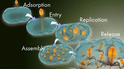 菌种复壮方法概览