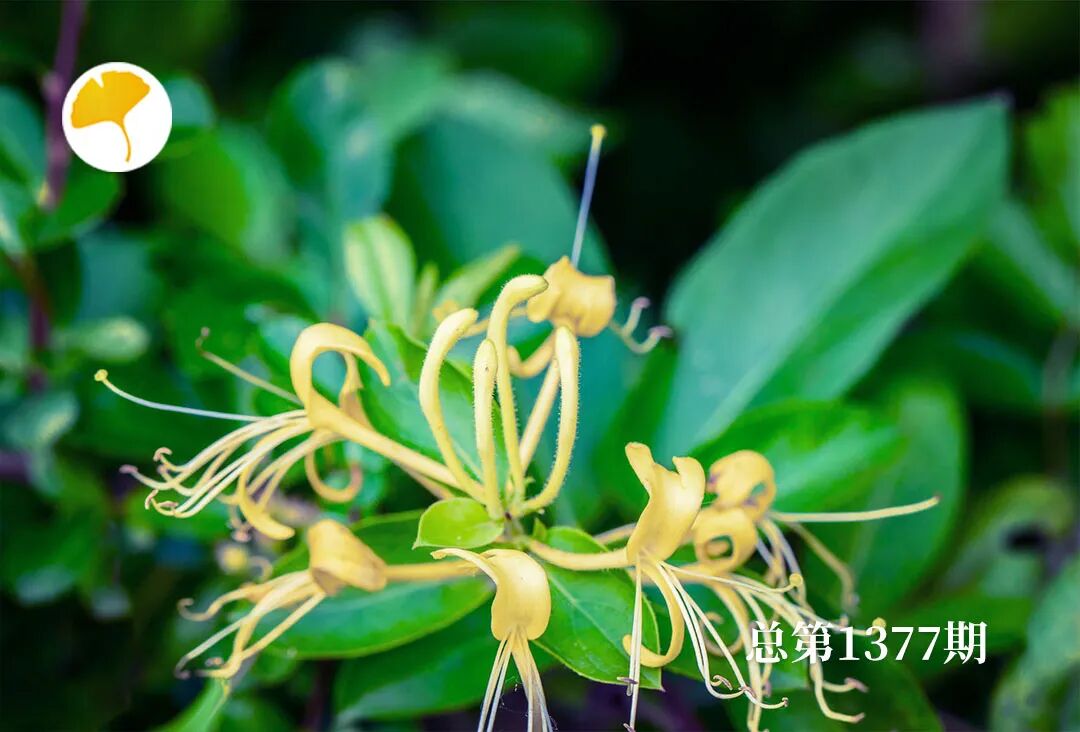 杏林早报天然“消炎药”就是它，咽喉肿痛泡水喝，清热解毒、清咽利喉