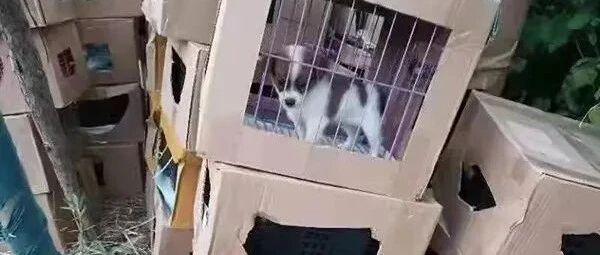 上海某小区门口惊现“滴血的盲盒” ！上百只宠物在箱子内哀嚎不止！部分已死亡！