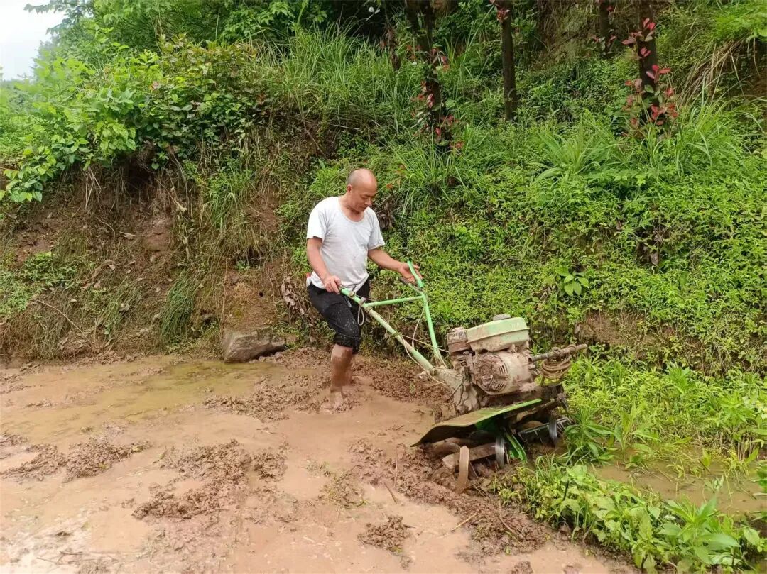 杨小华热心帮助邻居耕地