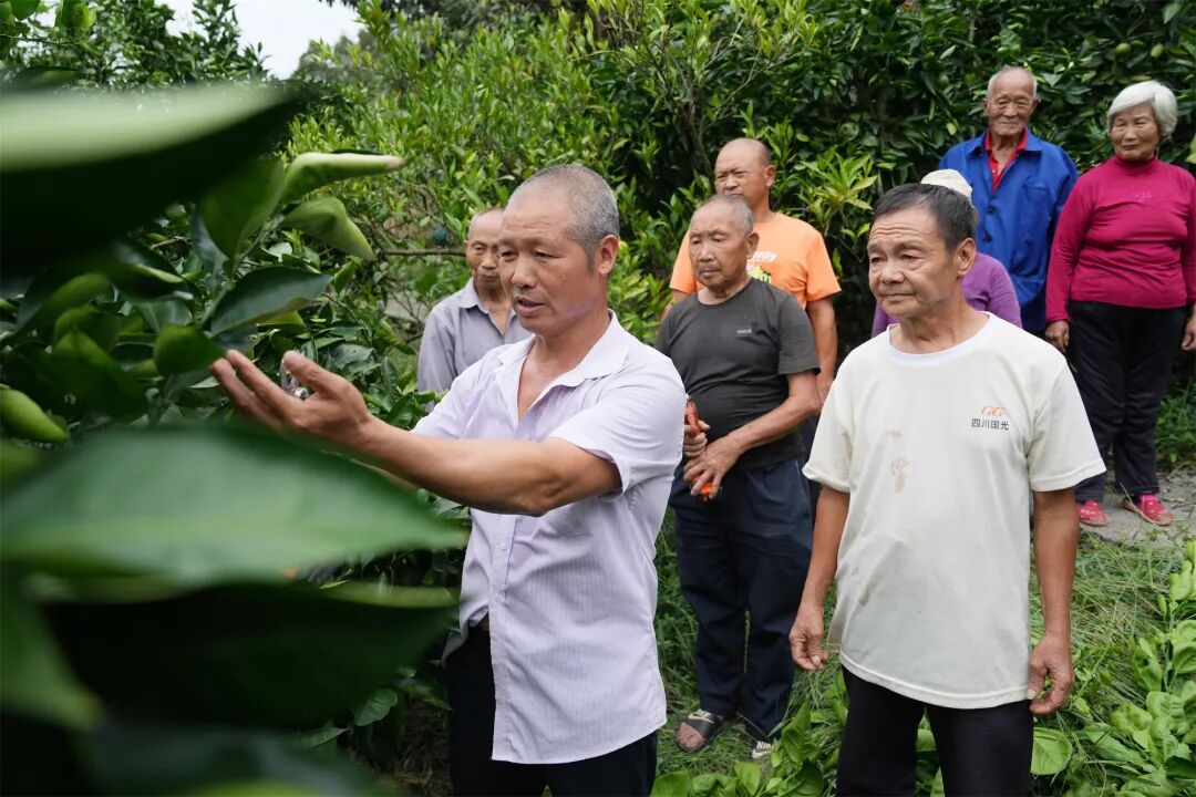 冯朝勇为村民讲解柑橘管理技术。记者 何乾健 摄