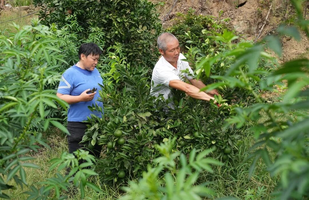 冯朝勇夫妇管理自己的果园。记者 何乾健 摄