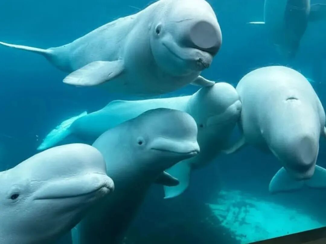 Feds deny Marineland request to ship 30 belugas to China
