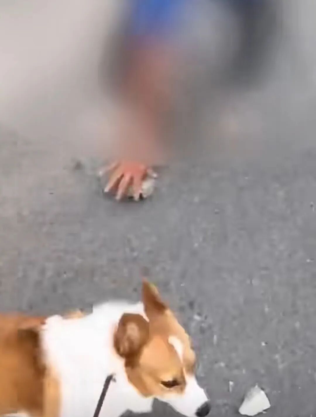 宠物狗对车轮撒尿引车主拾砖怒砸，居委会称派出所已介入 律师：狗主人应积极道歉