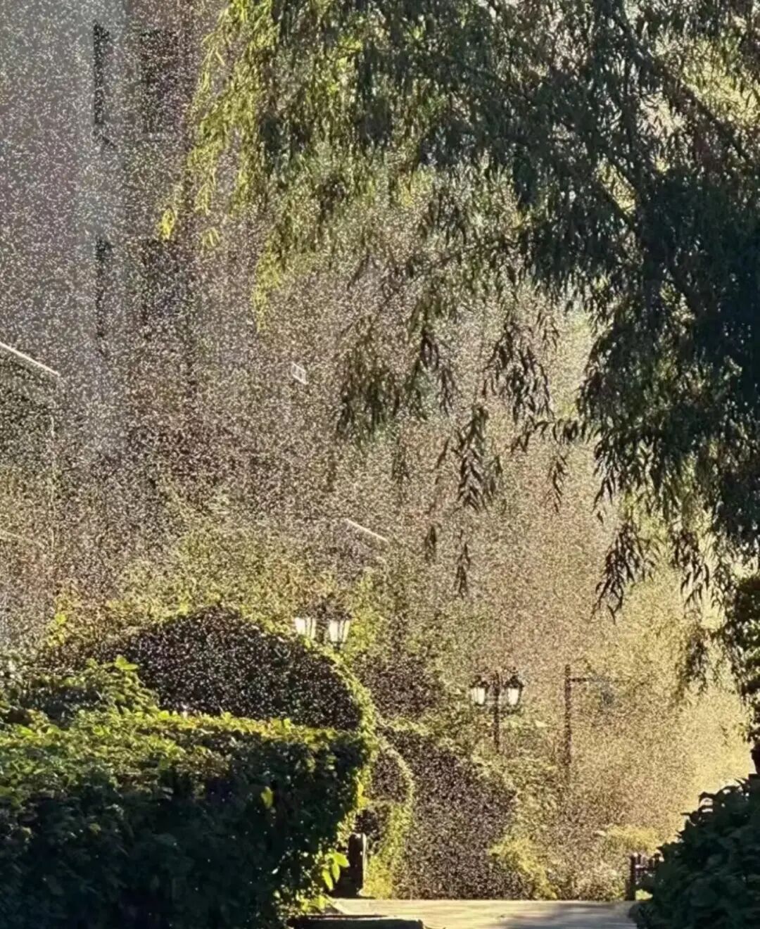 齐齐哈尔小飞虫泛滥，农业农村局：等“花大姐”出手