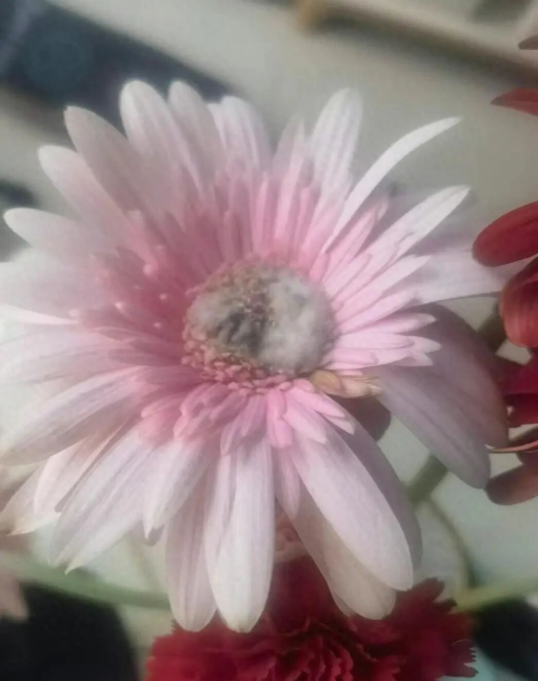 广州59天内仅7天无雨，市民：鲜切花长毛，墙壁发霉