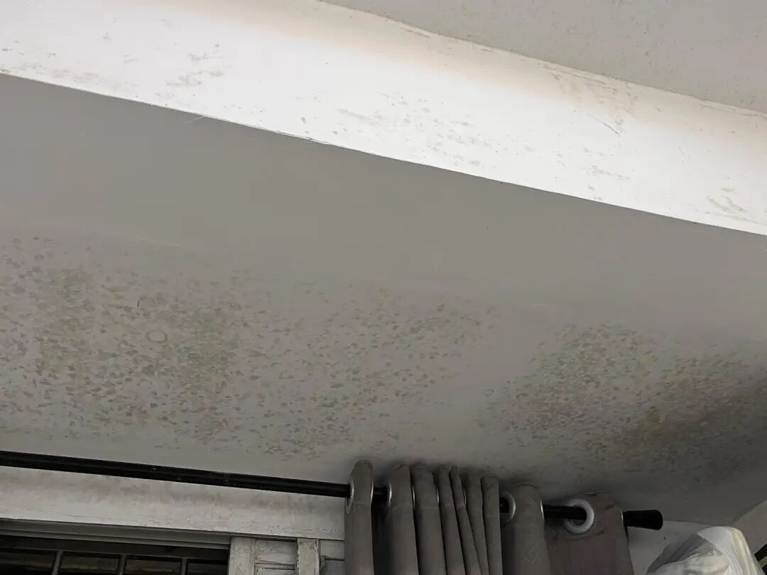 广州59天内仅7天无雨，市民：鲜切花长毛，墙壁发霉