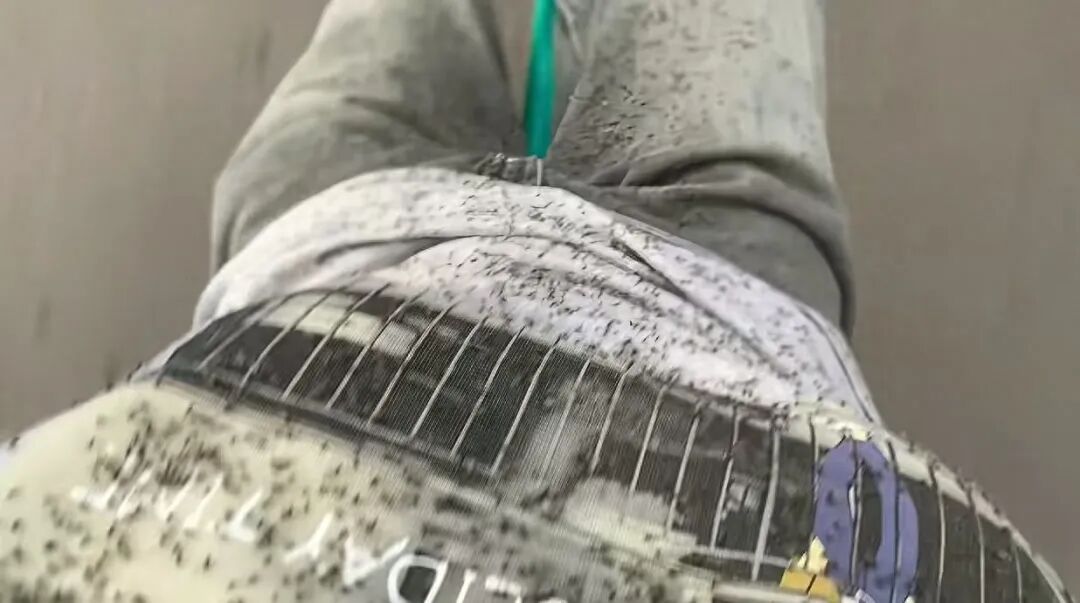 内蒙古一地出现满天飞虫