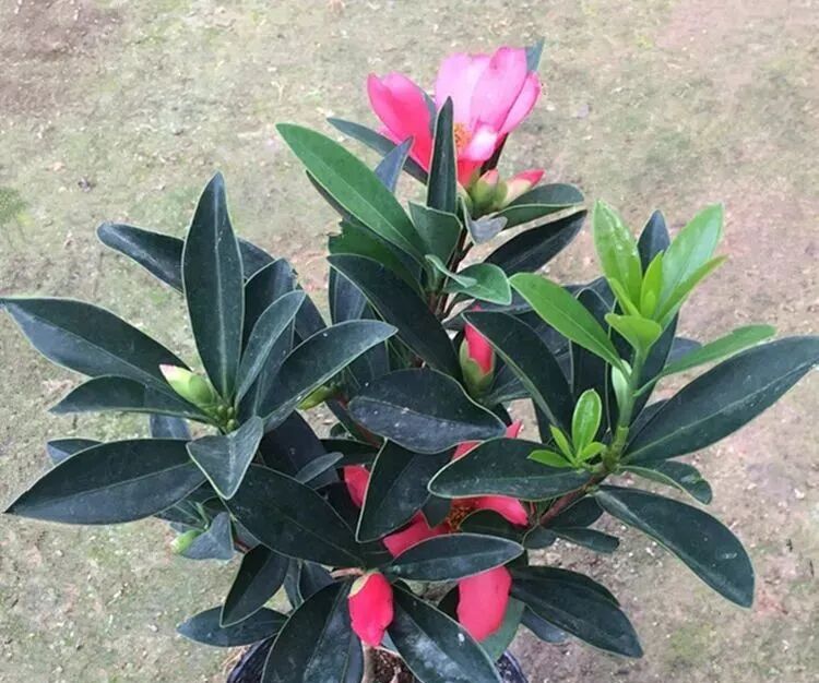 五种常年不落花的居家盆栽 花开四季 比长寿花好看还好养 全网搜