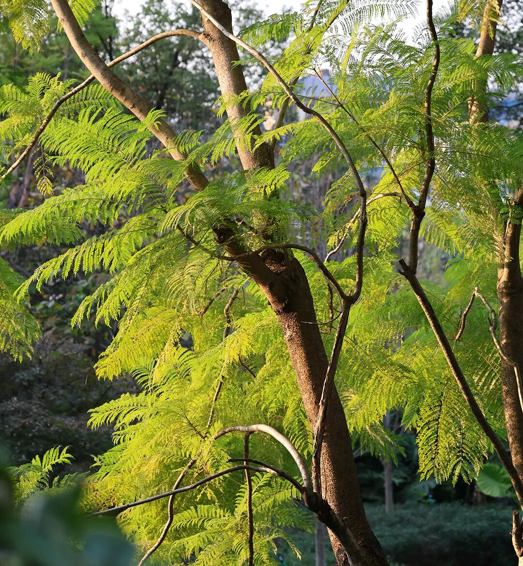 采血管颜色代表什么惠民科普 ｜  血液化验  采血管为什么是“五颜六色”的？_https://www.jmylbn.com_新闻资讯_第8张
