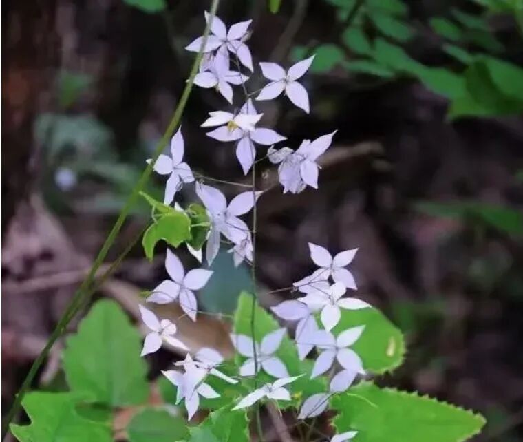 常被误解的正经中药之“淫羊藿”