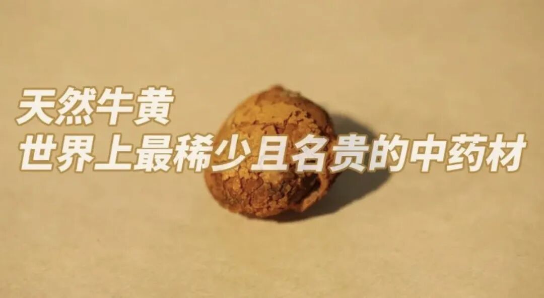 天然牛黄——世上最稀少且名贵的中药材