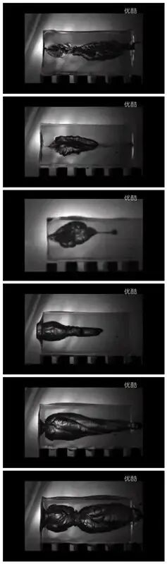 弹道明胶空腔测试图一
