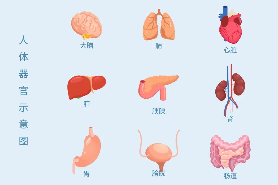 认识人体器官图片