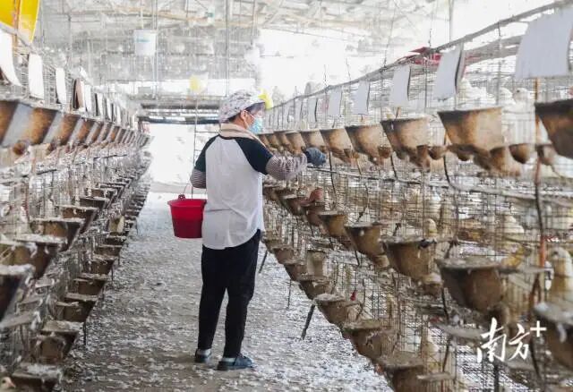 目前英德全市种鸽存栏280万对，2024年出栏超6000万羽，产值约9亿元。陈咏怀 摄