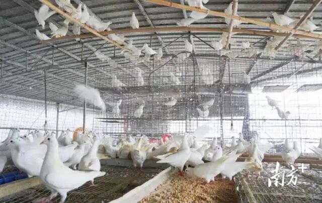 肉鸽屠宰中心将成为青塘镇域经济高质量发展的强劲增长极。陈咏怀 摄