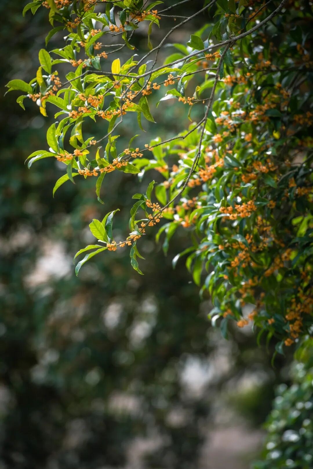 YGZ_5374.jpg