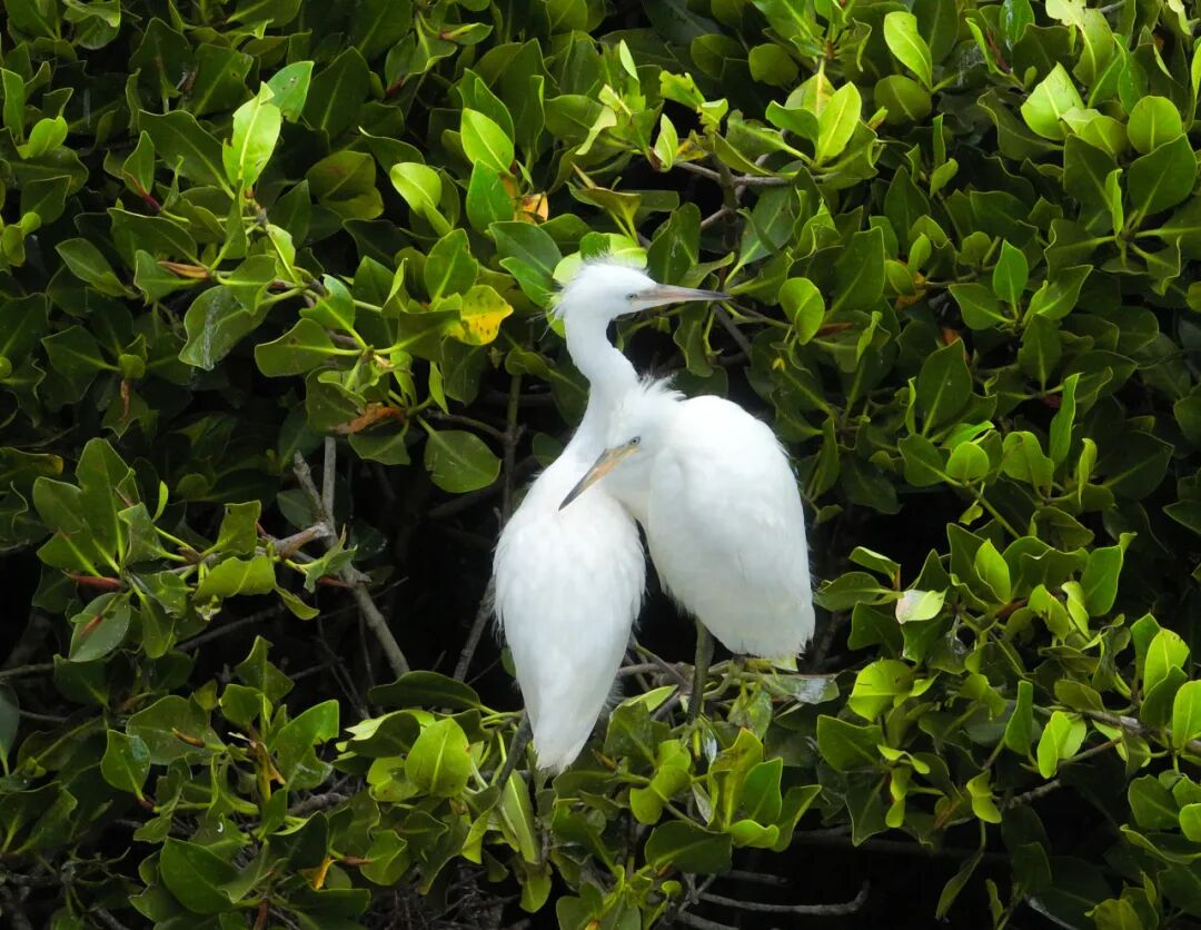 山口红树林生态国家级自然保护区
