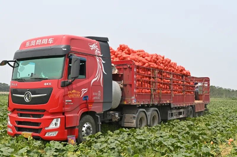 镇多蕉村蔬菜种植基地看到,200多亩绿油油的板栗红南瓜正进入采摘季