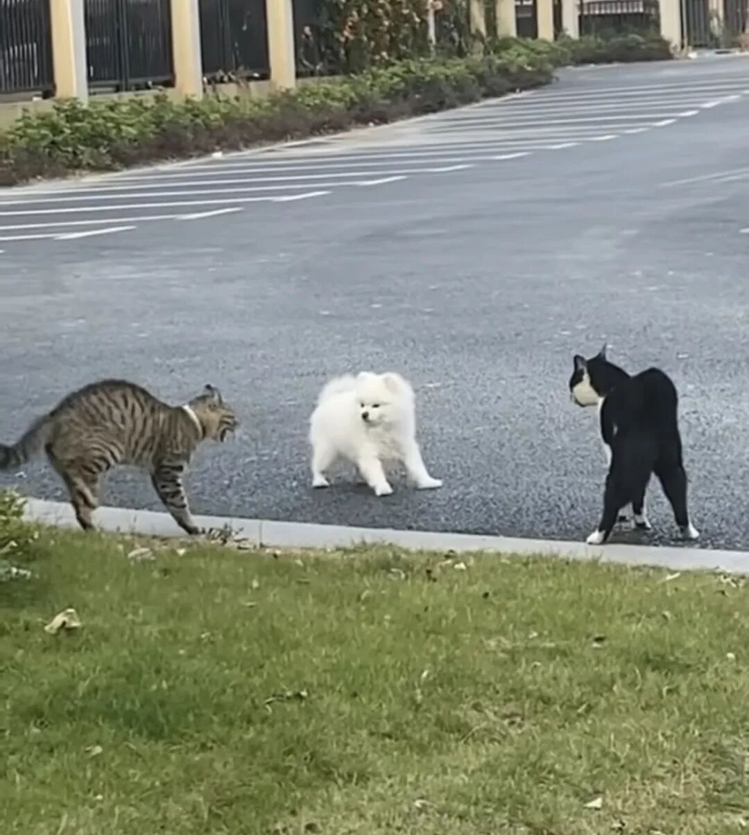 狗子爱凑热闹是真的两只猫吵架狗子去看热闹结果被一顿胖揍