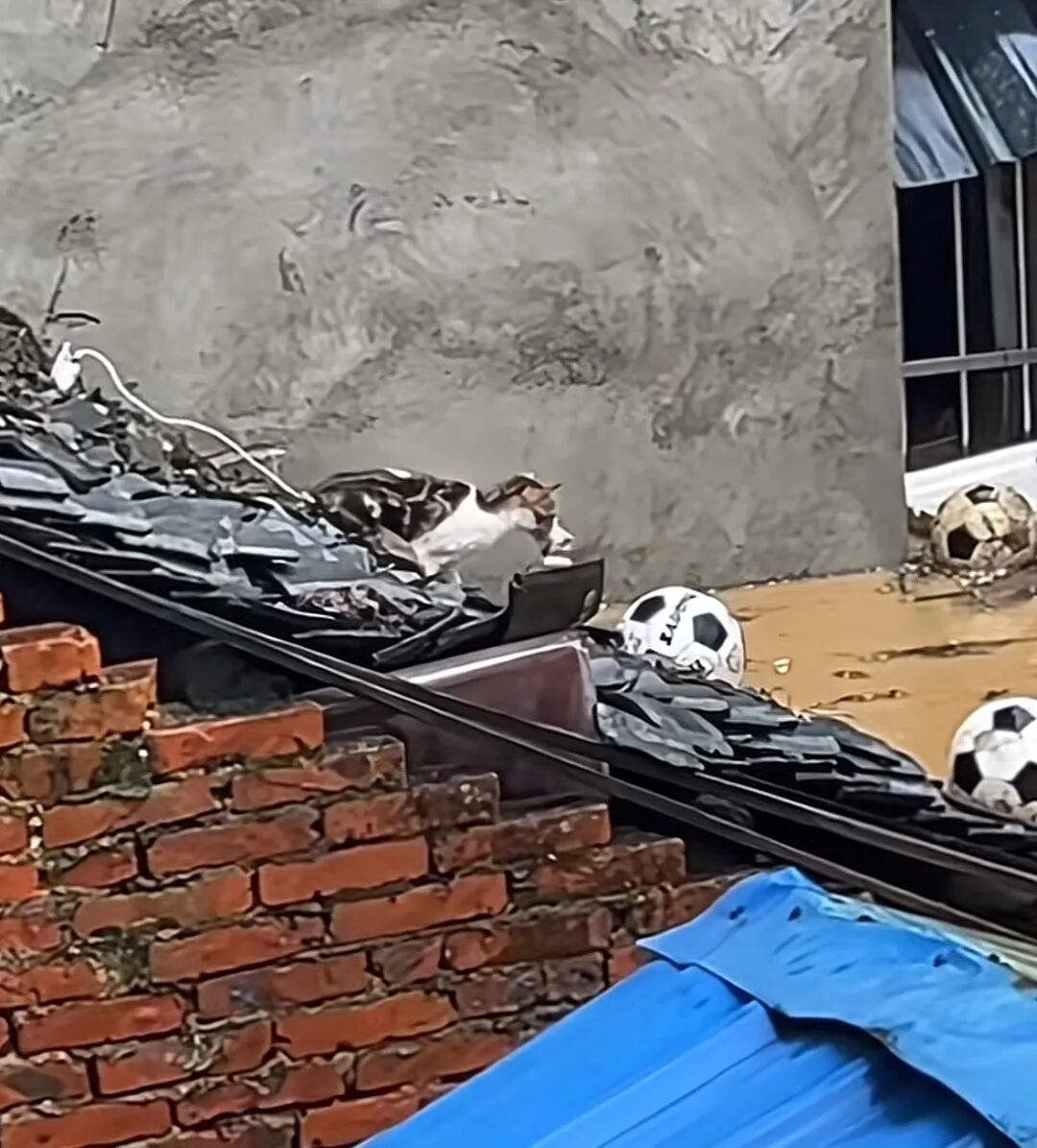 猫妈妈洪水中叼着小猫绝处求生,猫妈妈洪水中叼着小猫求生，画面让人泪目，希望一切都..