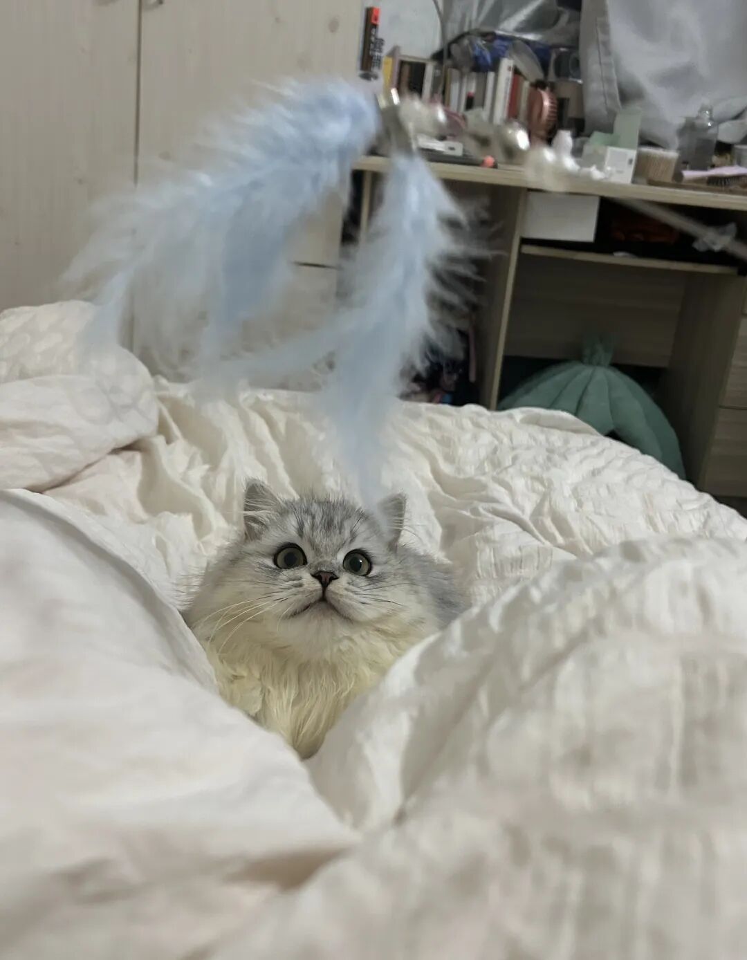 炫耀一下我的小猫