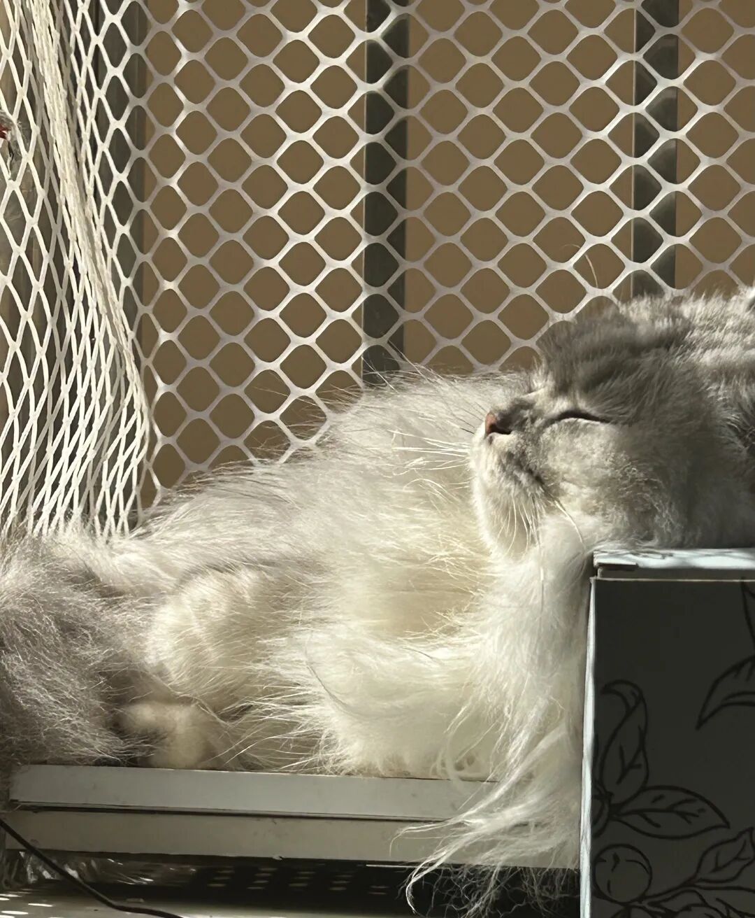 炫耀一下我的小猫